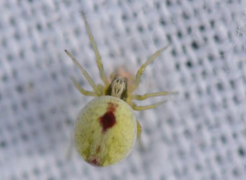 Réf. 304 494 : Nigma puella